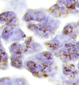Immunohistochemistry Trypsin 3/PRSS3 Antibody [Unconjugated]