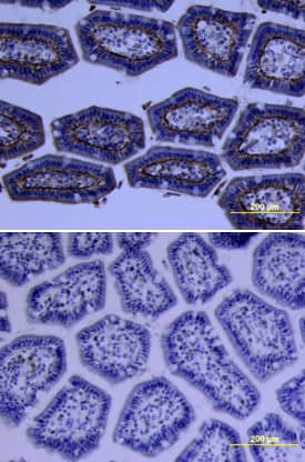 Immunohistochemistry Trypsin 3/PRSS3 Antibody [Unconjugated]
