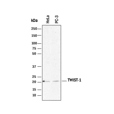 Western blot shows lysates of HeLa human cervical epithelial carcinoma cell line and PC-3 human prostate cancer cell line. PVDF membrane was probed with 2 µg/mL of Mouse Anti-Human Twist-1 Monoclonal Antibody (Catalog # MAB6230R) followed by HRP-conjugated Anti-Mouse IgG Secondary Antibody (Catalog # HAF018). A specific band was detected for Twist-1 at approximately 23 kDa (as indicated). This experiment was conducted under reducing conditions and using Immunoblot Buffer Group 1.