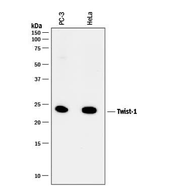 Western blot shows lysates of PC-3 human prostate cancer cell line and HeLa human cervical epithelial carcinoma cell line. PVDF membrane was probed with 2 µg/mL of Mouse Anti-Human Twist-1 Monoclonal Antibody (Catalog # MAB6230) followed by HRP-conjugated Anti-Mouse IgG Secondary Antibody (Catalog # HAF018). A specific band was detected for Twist-1 at approximately 24 kDa (as indicated). This experiment was conducted under reducing conditions and using Immunoblot Buffer Group 1.