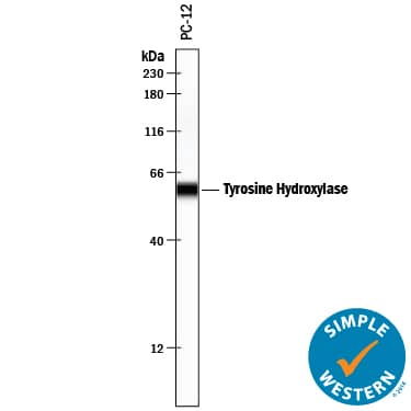Simple Western lane view shows lysates of PC-12 rat adrenal pheochromocytoma cell line, loaded at 0.2 mg/mL. A specific band was detected for Tyrosine Hydroxylase at approximately 59 kDa (as indicated) using 10 µg/mL of Sheep Anti-Human/Mouse/Rat Tyrosine Hydroxylase Antigen Affinity-purified Polyclonal Antibody (Catalog # AF7566) followed by 1:50 dilution of HRP-conjugated Anti-Sheep IgG Secondary Antibody (HAF016). This experiment was conducted under reducing conditions and using the 12-230 kDa separation system.