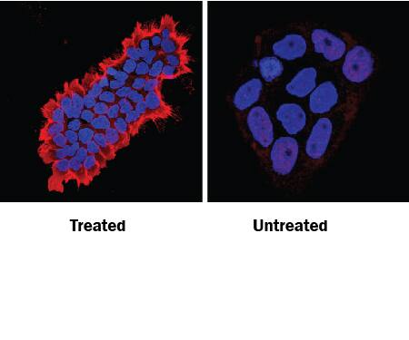 Immunocytochemistry Phospho-Tyrosine Antibody (179003) [Unconjugated]