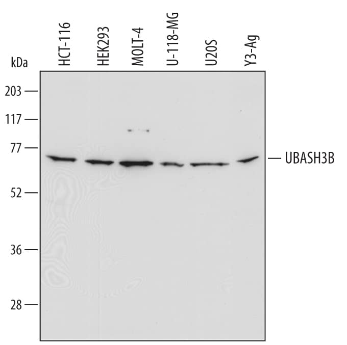 Western Blot UBASH3B/STS1/Tula-2 Antibody