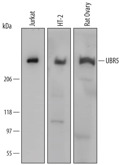 Western Blot UBR5/EDD Antibody [Unconjugated]