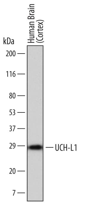 Western blot shows lysates of human brain (cortex) tissue. PVDF membrane was probed with 2 µg/mL of Mouse Anti-Human UCH-L1/PGP9.5 Monoclonal Antibody (Catalog # MAB6007) followed by HRP-conjugated Anti-Mouse IgG Secondary Antibody (Catalog # HAF007). A specific band was detected for UCH-L1/PGP9.5 at approximately 29 kDa (as indicated). This experiment was conducted under reducing conditions and using Immunoblot Buffer Group 1.