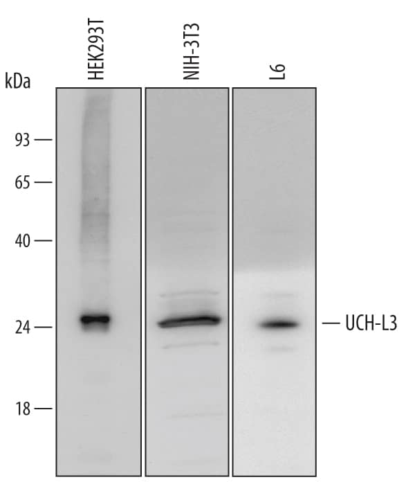 Western blot shows lysates of HEK293 human embryonic kidney cell line, NIH-3T3 mouse embryonic fibroblast cell line, and L6 rat myoblast cell line. PVDF Membrane was probed with 0.5 µg/mL of Sheep Anti-Human/Mouse/Rat UCH-L3 Antigen Affinity-purified Polyclonal Antibody (Catalog # AF6008) followed by HRP-conjugated Anti-Sheep IgG Secondary Antibody (Catalog # HAF016). A specific band was detected for UCH-L3 at approximately 26 kDa (as indicated). This experiment was conducted under reducing conditions and using Immunoblot Buffer Group 2X.