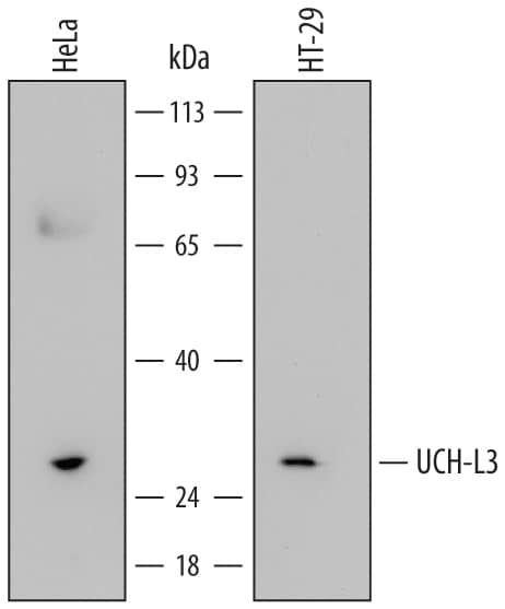 Western blot shows lysates of HeLa human cervical epithelial carcinoma cell line and HT-29 human colon adenocarcinoma cell line. PVDF membrane was probed with 3 µg/mL of Mouse Anti-Human UCH-L3 Monoclonal Antibody (Catalog # MAB6008) followed by HRP-conjugated Anti-Mouse IgG Secondary Antibody (Catalog # HAF007). A specific band was detected for UCH-L3 at approximately 28 kDa (as indicated). This experiment was conducted under reducing conditions and using Immunoblot Buffer Group 2.