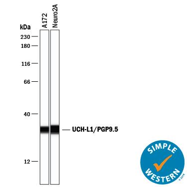 Simple Western lane view shows lysates of A172 human glioblastoma cell line and Neuro‑2A mouse neuroblastoma cell line, loaded at 0.2 mg/mL. A specific band was detected for UCH-L1/PGP9.5 at approximately 31 kDa (as indicated) using 1 µg/mL of Mouse Anti-Human UCH-L1/PGP9.5 Monoclonal Antibody (Catalog # MAB60072) . This experiment was conducted under reducing conditions and using the 12-230 kDa separation system.