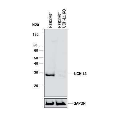 <b>Genetic Strategies Validation. </b>Western blot shows lysates of HEK293T human embryonic kidney parental cell line and UCH-L1/PGP9.5 knockout HEK293T cell line (KO). PVDF membrane was probed with 2 µg/mL of Mouse Anti-Human UCH-L1/PGP9.5 Monoclonal Antibody (Catalog # MAB6007) followed by HRP-conjugated Anti-Mouse IgG Secondary Antibody (Catalog # HAF018). A specific band was detected for UCH-L1/PGP9.5 at approximately 28 kDa (as indicated) in the parental HEK293T cell line, but is not detectable in knockout HEK293T cell line. GAPDH (Catalog # MAB5718) is shown as a loading control. This experiment was conducted under reducing conditions and using Immunoblot Buffer Group 1.