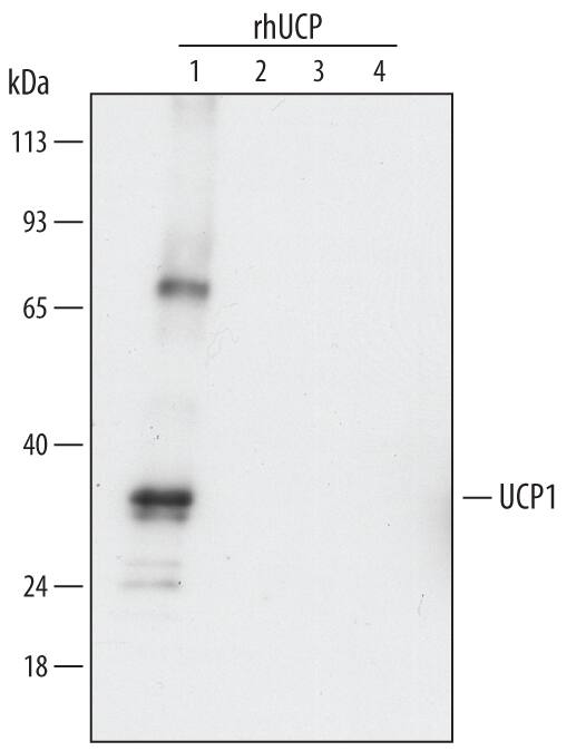Western blot shows recombinant human UCP1, recombinant human UCP2, recombinant human UCP3, and recombinant human UCP4 (5 ng/lane). PVDF Membrane was probed with 0.5 µg/mL of Mouse Anti-Human/Mouse UCP1 Monoclonal Antibody (Catalog # MAB6158) followed by HRP-conjugated Anti-Mouse IgG Secondary Antibody (Catalog # HAF007). This experiment was conducted under reducing conditions and using Immunoblot Buffer Group 2.