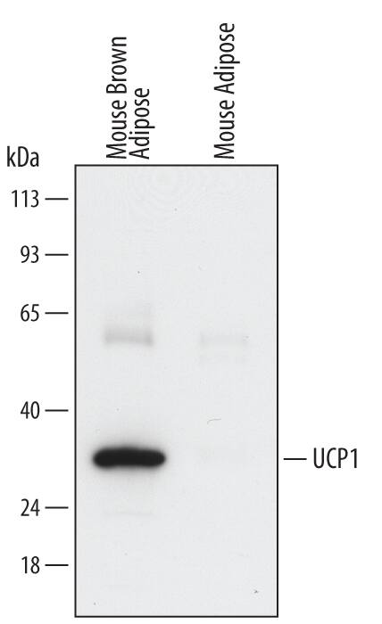 Western blot shows lysates of mouse brown adipose tissue and mouse adipose tissue. PVDF Membrane was probed with 0.5 µg/mL of Mouse Anti-Human/Mouse UCP1 Monoclonal Antibody (Catalog # MAB6158) followed by HRP-conjugated Anti-Mouse IgG Secondary Antibody (Catalog # HAF007). A specific band was detected for UCP1 at approximately 33 kDa (as indicated). This experiment was conducted under reducing conditions and using Immunoblot Buffer Group 2.
