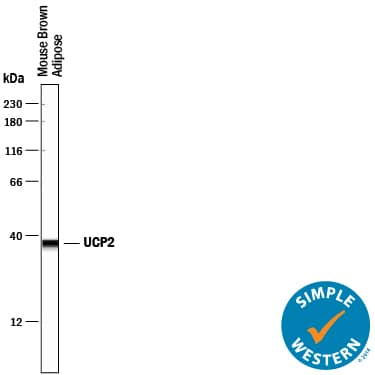 Simple Western lane view shows lysates of mouse brown adipose tissue, loaded at 0.2 mg/mL. A specific band was detected for UCP2 at approximately 38 kDa (as indicated) using 10 µg/mL of Goat Anti-Human/Mouse UCP2 Antigen Affinity-purified Polyclonal Antibody (Catalog # AF4739) followed by 1:50 dilution of HRP-conjugated Anti-Goat IgG Secondary Antibody (Catalog # HAF109). This experiment was conducted under reducing conditions and using the 12-230 kDa separation system.
