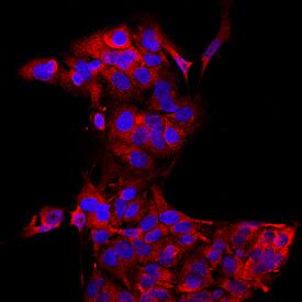 Glucuronosyltransferase 1A1/UGT1A1 was detected in immersion fixed HepG2 human hepatocellular carcinoma cell line using Mouse Anti-Human Glucuronosyltransferase 1A1/UGT1A1 Monoclonal Antibody (Catalog # MAB6490) at 10 µg/mL for 3 hours at room temperature. Cells were stained using the NorthernLights™ 557-conjugated Anti-Mouse IgG Secondary Antibody (red; Catalog # NL007) and counterstained with DAPI (blue). Specific staining was localized to cytoplasm. View our protocol for Fluorescent ICC Staining of Cells on Coverslips.