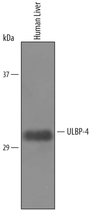 Western blot shows lysates of human liver tissue. PVDF Membrane was probed with 2 µg/mL of Goat Anti-Human ULBP-4/RAET1E Antigen Affinity-purified Polyclonal Antibody (Catalog # AF6285) followed by HRP-conjugated Anti-Goat IgG Secondary Antibody (Catalog # HAF019). A specific band was detected for ULBP-4/RAET1E at approximately 32 kDa (as indicated). This experiment was conducted under reducing conditions and using Immunoblot Buffer Group 8.