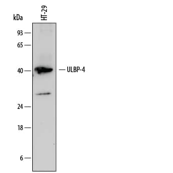 Western Blot ULBP-4/RAET1E Antibody (709116) [Unconjugated]