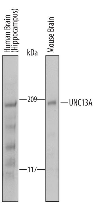 Western blot shows lysates of human brain (hippocampus) tissue and mouse brain tissue. PVDF Membrane was probed with 2 µg/mL of Sheep Anti-Human/Mouse UNC13A Antigen Affinity-purified Polyclonal Antibody (Catalog # AF6214) followed by HRP-conjugated Anti-Sheep IgG Secondary Antibody (Catalog # HAF016). A specific band was detected for UNC13A at approximately 190-210 kDa (as indicated). This experiment was conducted under reducing conditions and using Immunoblot Buffer Group 2.