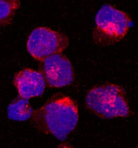 Immunocytochemistry UNC13D/Munc 13-4 Antibody (1223A) [Unconjugated]
