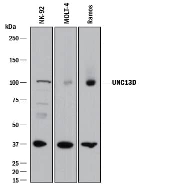 Western Blot UNC13D/Munc 13-4 Antibody (1223A) [Unconjugated]