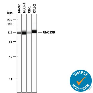 Simple Western lane view shows lysates of NK‑92 human natural killer lymphoma cell line, MOLT‑4 human acute lymphoblastic leukemia cell line, CH‑1 mouse B cell lymphoma cell line, and CTLL‑2 mouse cytotoxic T cell line, loaded at 0.2 mg/mL. A specific band was detected for UNC13D at approximately 112-122 kDa (as indicated) using 5 µg/mL of Rabbit Anti-Human/Mouse UNC13D Monoclonal Antibody (Catalog # MAB89662) . This experiment was conducted under reducing conditions and using the 12-230 kDa separation system.