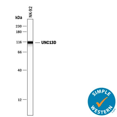 Simple Western UNC13D/Munc 13-4 Antibody (1222B) [Unconjugated]