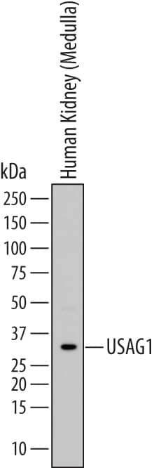Western Blot USAG1/SOSTDC1 Antibody [Unconjugated]