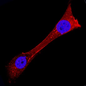 USP2 was detected in immersion fixed NIH-3T3 mouse embryonic fibroblast cell line using Goat Anti-Mouse USP2 Antigen Affinity-purified Polyclonal Antibody (Catalog # AF5804) at 0.3 µg/mL for 3 hours at room temperature. Cells were stained using the NorthernLights™ 557-conjugated Anti-Goat IgG Secondary Antibody (red; Catalog # NL001) and counterstained with DAPI (blue). Specific staining was localized to cytoplasm. View our protocol for Fluorescent ICC Staining of Cells on Coverslips.