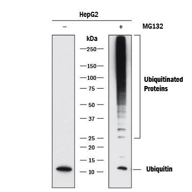 Western blot shows lysates of HepG2 human hepatocellular carcinoma cell line untreated (-) or treated with MG132. PVDF membrane was probed with 0.1 µg/mL of Rabbit Anti-Human Ubiquitin Monoclonal Antibody (Catalog # MAB8595) followed by HRP-conjugated Anti-Rabbit IgG Secondary Antibody (Catalog # HAF008). Specific bands were detected for Ubiquitin at various molecular weights (as indicated). This experiment was conducted under reducing conditions and using Immunoblot Buffer Group 1.