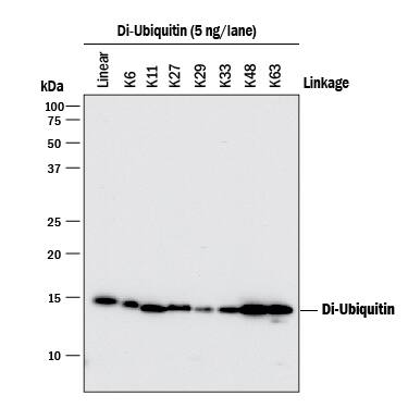 <b>Biological Strategies Validation. </b>Western blot shows Di-Ubiquitin chains of the indicated linkage type loaded at 5 ng/lane. PVDF membrane was probed with 0.1 µg/mL of Rabbit Anti-Human Ubiquitin Monoclonal Antibody (Catalog # MAB8595) followed by HRP-conjugated Anti-Rabbit IgG Secondary Antibody (Catalog # HAF008). Specific bands were detected for Di-Ubiquitin as indicated. This experiment was conducted under reducing conditions and using Immunoblot Buffer Group 1.