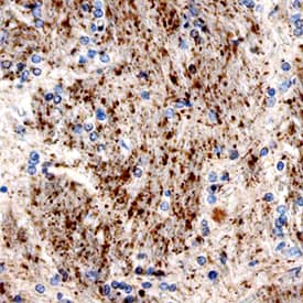 Immunohistochemistry Urocortin Antibody (749606)