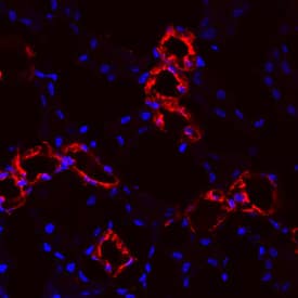 Immunohistochemistry Uromodulin Antibody [Unconjugated]