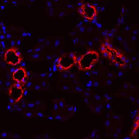 Immunohistochemistry Uromodulin Antibody (774056)