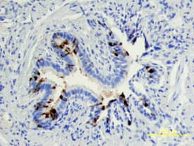 Immunohistochemistry Uteroglobin/SCGB1A1 Antibody (394324) [Unconjugated]