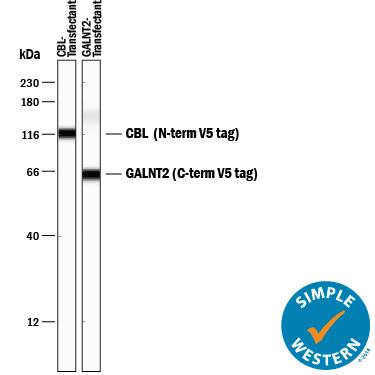 Simple Western V5 Epitope Tag Antibody (1036H) [Unconjugated]