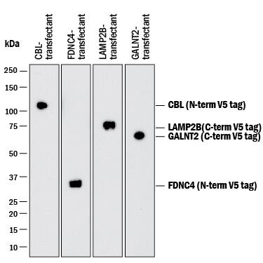Western Blot V5 Epitope Tag Antibody (1036H) [Unconjugated]
