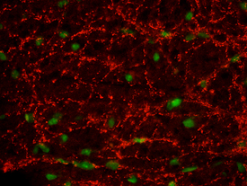 Immunohistochemistry VAMP-1 Antibody [Unconjugated]