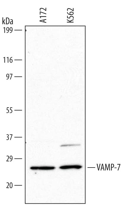 Western Blot VAMP-7 Antibody (549115)