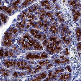 Immunohistochemistry VAMP-8 Antibody [Unconjugated]