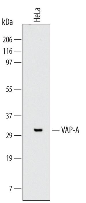 Western blot shows lysates of HeLa human cervical epithelial carcinoma cell line. PVDF Membrane was probed with 2 µg/mL of Mouse Anti-Human VAP-A Monoclonal Antibody (Catalog # MAB5820) followed by HRP-conjugated Anti-Mouse IgG Secondary Antibody (Catalog # HAF007). A specific band was detected for VAP-A at approximately 33 kDa (as indicated). This experiment was conducted under reducing conditions and using Immunoblot Buffer Group 1with 0.05% Tween 20.