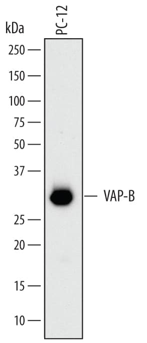 Western blot shows lysates of PC-12 rat adrenal pheochromocytoma cell line. PVDF membrane was probed with 0.5 µg/mL of Mouse Anti-Rat VAP-B Monoclonal Antibody (Catalog # MAB7329) followed by HRP-conjugated Anti-Mouse IgG Secondary Antibody (Catalog # HAF007). A specific band was detected for VAP-B at approximately 28 kDa (as indicated). This experiment was conducted under reducing conditions and using Immunoblot Buffer Group 1.