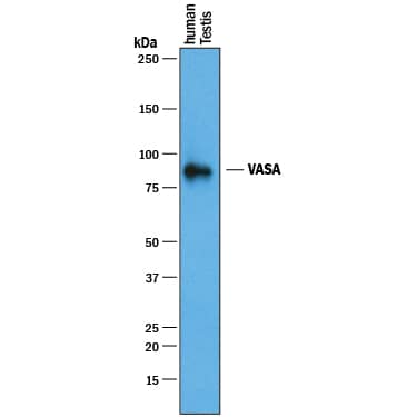 Western blot shows lysates of human testis tissue. PVDF membrane was probed with 1 µg/mL of Mouse Anti-Human VASA Monoclonal Antibody (Catalog # MAB2030) followed by HRP-conjugated Anti-Mouse IgG Secondary Antibody (Catalog # HAF018). A specific band was detected for VASA at approximately 85 kDa (as indicated). This experiment was conducted under reducing conditions and using Immunoblot Buffer Group 1.