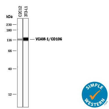 Simple Western lane view shows lysates of C2C12 mouse myoblast cell line and 3T3-L1 mouse embryonic fibroblast adipose-like cell line, loaded at 0.2 mg/mL. A specific band was detected for VCAM-1/CD106 at approximately 116 kDa (as indicated) using 1 µg/mL of Goat Anti-Mouse VCAM-1/CD106 Antigen Affinity-purified Polyclonal Antibody (Catalog # AF643) followed by 1:50 dilution of HRP-conjugated Anti-Goat IgG Secondary Antibody ( HAF109). This experiment was conducted under reducing conditions and using the 12-230 kDa separation system.