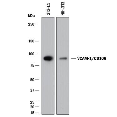 Western blot shows lysates of 3T3-L1 mouse embryonic fibroblast adipose-like cell line and NIH-3T3 mouse embryonic fibroblast cell line. PVDF membrane was probed with 0.25 µg/mL of Goat Anti-Mouse VCAM-1/CD106 Antigen Affinity-purified Polyclonal Antibody (Catalog # AF643) followed by HRP-conjugated Anti-Goat IgG Secondary Antibody (HAF017). A specific band was detected for VCAM-1/CD106 at approximately 95 kDa (as indicated). This experiment was conducted under reducing conditions and using Immunoblot Buffer Group 1.