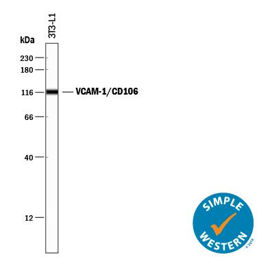 Simple Western lane view shows lysates of 3T3-L1 mouse embryonic fibroblast adipose-like cell line, loaded at 0.2 mg/mL. A specific band was detected for VCAM-1/CD106 at approximately 118 kDa (as indicated) using 100 µg/mL of Rat Anti-Mouse VCAM-1/CD106 Monoclonal Antibody (Catalog # MAB6432) followed by 1:50 dilution of HRP-conjugated Anti-Rat IgG Secondary Antibody (Catalog # HAF005). This experiment was conducted under reducing conditions and using the 12-230 kDa separation system.