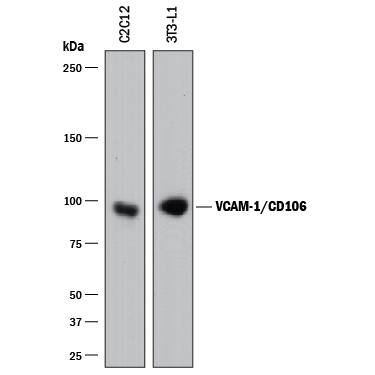 Western blot shows lysates of 3T3-L1 mouse embryonic fibroblast adipose-like cell line and C2C12 mouse myoblast cell line. PVDF membrane was probed with 2 µg/mL of Rat Anti-Mouse VCAM-1/CD106 Monoclonal Antibody (Catalog # MAB6432) followed by HRP-conjugated Anti-Rat IgG Secondary Antibody (Catalog # HAF005). A specific band was detected for VCAM-1/ CD106 at approximately 95 kDa (as indicated). This experiment was conducted under reducing conditions and using Immunoblot Buffer Group 1.