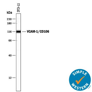 Simple Western lane view shows lysate of 3T3-L1 mouse embryonic fibroblast adipose-like cell line, loaded at 0.2 mg/mL. A specific band was detected for VCAM-1/CD106 at approximately 117 kDa (as indicated) using 100 µg/mL of Rat Anti-Mouse VCAM-1/CD106 Monoclonal Antibody (Catalog # MAB6434) followed by 1:50 dilution of HRP-conjugated Anti-Rat IgG Secondary Antibody (Catalog # HAF005). This experiment was conducted under reducing conditions and using the 12-230 kDa separation system.