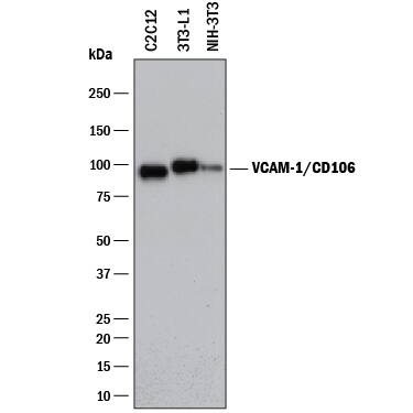 Western blot shows lysates of 3T3-L1 mouse embryonic fibroblast adipose-like cell line, C2C12 mouse myoblast cell line, and NIH-3T3 mouse embryonic fibroblast cell line. PVDF membrane was probed with 2 µg/mL of Rat Anti-Mouse VCAM-1/CD106 Monoclonal Antibody (Catalog # MAB6434) followed by HRP-conjugated Anti-Rat IgG Secondary Antibody (Catalog # HAF005). A specific band was detected for VCAM-1/ CD106 at approximately 95 kDa (as indicated). This experiment was conducted under reducing conditions and using Immunoblot Buffer Group 1.