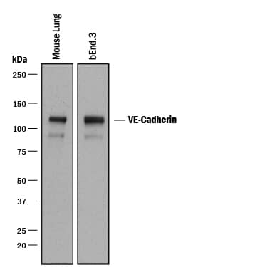 Western blot shows lysates of mouse lung tissue and bEnd.3 mouse endothelioma cell line. PVDF membrane was probed with 0.2 µg/mL of Goat Anti-Mouse VE‑Cadherin Antigen Affinity-purified Polyclonal Antibody (Catalog # AF1002) followed by HRP-conjugated Anti-Goat IgG Secondary Antibody (Catalog # HAF017). A specific band was detected for VE‑Cadherin at approximately 120 kDa (as indicated). This experiment was conducted under reducing conditions and using Immunoblot Buffer Group 1.