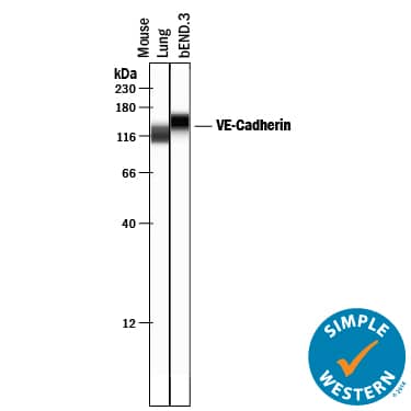 Simple Western lane view shows lysates of mouse lung tissue, loaded at 0.2 mg/mL. Specific bands were detected for VE‑Cadherin at approximately 118, 146 kDa (as indicated) using 10 µg/mL of Goat Anti-Mouse VE‑Cadherin Antigen Affinity-purified Polyclonal Antibody (Catalog # AF1002) . This experiment was conducted under reducing conditions and using the 12-230 kDa separation system.