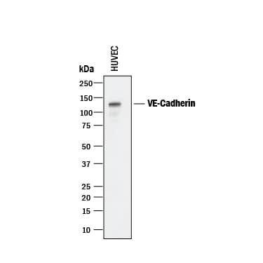Western blot shows lysate of HUVEC human umbilical vein endothelial cells. PVDF membrane was probed with 0.25 µg/mL of Goat Anti-Human VE-Cadherin Antigen Affinity-purified Polyclonal Antibody (Catalog # AF938) followed by HRP-conjugated Anti-Goat IgG Secondary Antibody (HAF017). A specific band was detected for VE-Cadherin at approximately 125 kDa (as indicated). This experiment was conducted under reducing conditions and using Immunoblot Buffer Group 1.
