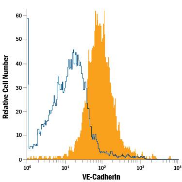 HUVEC human umbilical vein endothelial cells were stained with Mouse Anti-Human VE-Cadherin APC-conjugated Monoclonal Antibody (Catalog # FAB9381A, filled histogram) or isotype control antibody (Catalog # IC0041A, open histogram). Cells were stained in a buffer containing Ca2+and Mg2+. View our protocol for Staining Membrane-associated Proteins.